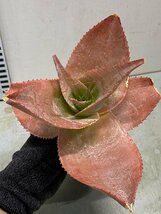 ア3084 「実生」アロエ イマロテンシス 【アロエ・多肉植物・種から発芽！Aloe imalotensis】_画像9