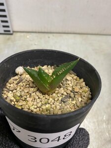 ア3048 「激レア高級品種」アガベ チタノタ ハデス 黒帝斯 植え【発根開始・Agave titanota Hades・恐竜牙歯・リュウゼツラン】