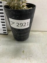 ア2921 「実生」パキポディウム　デンシフロラム【種から発芽・発根・Pachypodium・葉落ちします】_画像4