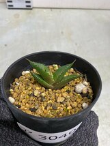 ア3049 「激レア高級品種」アガベ チタノタ ハデス 黒帝斯 植え【発根開始・Agave titanota Hades・恐竜牙歯・リュウゼツラン】_画像1