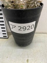 ア2920 「実生」パキポディウム　デンシフロラム【種から発芽・発根・Pachypodium・葉落ちします】_画像3
