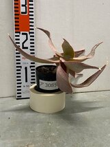 ア3085 「実生」アロエ イマロテンシス 【アロエ・多肉植物・種から発芽！Aloe imalotensis】_画像6