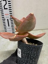 ア3084 「実生」アロエ イマロテンシス 【アロエ・多肉植物・種から発芽！Aloe imalotensis】_画像4