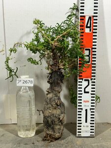 ア2678 「塊根植物」メストクレマ ツベローサム 抜き苗【畑に地植え株・輸入後自社養生株・Mestoklema tuberosum】