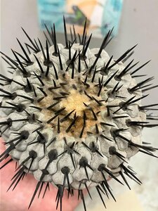 ウ4283 「サボテン」コピアポア　シネレア　抜き苗【copiapoa cinerea・美株・希少・購入でマダガスカル紙幣プレゼント！】