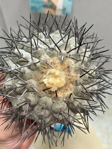 ウ4285 「サボテン」コピアポア　シネレア　抜き苗【copiapoa cinerea・美株・希少・購入でマダガスカル紙幣プレゼント！】