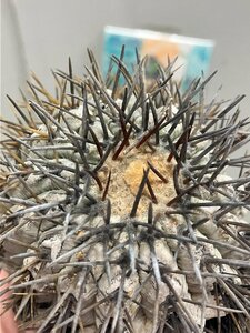 ウ4281 「サボテン」コピアポア　シネレア　抜き苗【copiapoa cinerea・美株・希少・購入でマダガスカル紙幣プレゼント！】