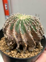 エ0895 「サボテン」ゲオヒントニア メキシカーナ　植え【発根・希少・Geohintonia mexicana】_画像1