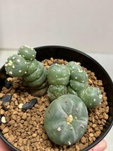 エ0896 「サボテン」ロホホラ 銀冠玉 綴化【Lophophora williamsii var. decipiens ロフォフォラ 白肌銀冠】_画像8