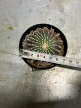 エ0895 「サボテン」ゲオヒントニア メキシカーナ　植え【発根・希少・Geohintonia mexicana】_画像4