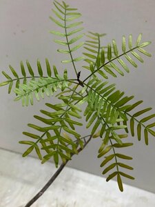 エ0898 「塊根植物」ブルセラ　ミクロフィラ　植え【発根・Bursera microphylla・灌木・実生】