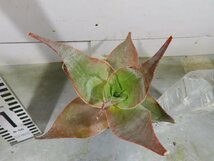 ワ0104 「実生」アロエ イマロテンシス 【アロエ・多肉植物・種から発芽！Aloe imalotensis】_画像1