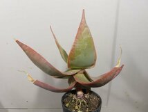 ワ0107 「実生」アロエ イマロテンシス 【アロエ・多肉植物・種から発芽！Aloe imalotensis】_画像6