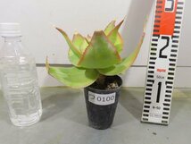 ワ0100 「実生」アロエ イマロテンシス 【アロエ・多肉植物・種から発芽！Aloe imalotensis】_画像6