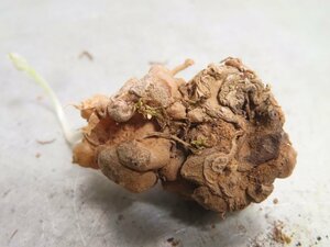 ヲ8755 「球根植物」エリオスペルマム ドレゲイ 抜き苗【畑に地植え株・輸入後自社養生株・Eriospermum dregei】