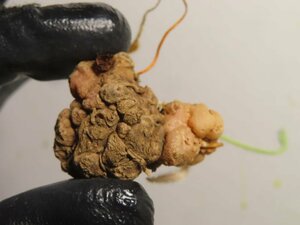 ヲ8767 「球根植物」エリオスペルマム ドレゲイ 抜き苗【畑に地植え株・輸入後自社養生株・Eriospermum dregei】