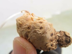 ヲ8740 「球根植物」エリオスペルマム パラドクサム 抜き苗【畑に地植え株・輸入後自社養生株・Eriospermum paradoxum・霧氷玉】