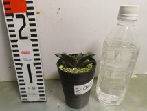 ン0457 「激レア高級品種」アガベ チタノタ 白鯨　植え【発根開始・多肉植物・超厳選極上子株・Agave Titanota White Whale】_画像2