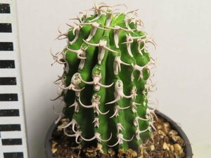 ア2094 「多肉植物I」ユーフォルビア　コルムナリス【美株・発根・Euphorbia columnaris】