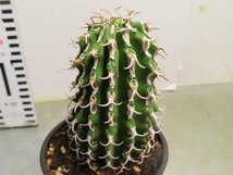 ア2106 「多肉植物I」ユーフォルビア　コルムナリス【美株・発根・Euphorbia columnaris】_画像3