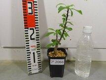 ア2066 「実生」フォークイエリア マクドガリー 植え【多分発根開始・多肉植物・Fouquieria macdougalii・塊根植物】_画像5