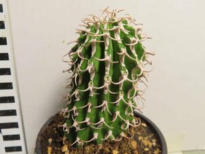 ア2096 「多肉植物I」ユーフォルビア　コルムナリス【美株・発根・Euphorbia columnaris】