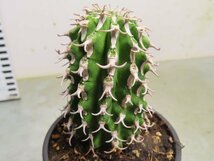 ア2099 「多肉植物I」ユーフォルビア　コルムナリス【美株・発根・Euphorbia columnaris】_画像2