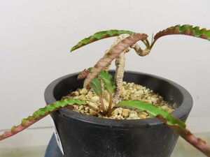 ア2273 「多肉植物」ユーフォルビア クレメルシー 斑無し　植え【発根・Euphorbia cremersii・塊根植物】