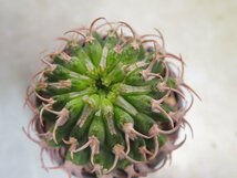 ア2103 「多肉植物I」ユーフォルビア　コルムナリス【美株・発根・Euphorbia columnaris】_画像3