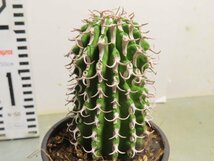 ア2107 「多肉植物I」ユーフォルビア　コルムナリス【美株・発根・Euphorbia columnaris】_画像1