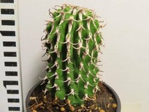 ア2100 「多肉植物I」ユーフォルビア　コルムナリス【美株・発根・Euphorbia columnaris】_画像1