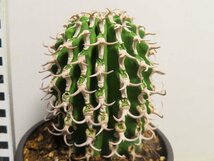 ア2104 「多肉植物I」ユーフォルビア　コルムナリス【美株・発根・Euphorbia columnaris】_画像1