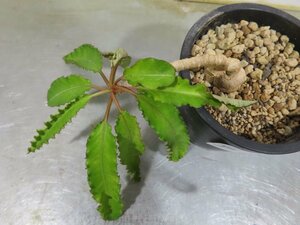 ア2271 「多肉植物」ユーフォルビア クレメルシー 斑無し　植え【発根・Euphorbia cremersii・塊根植物】