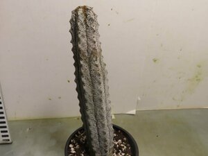 ア2115 「多肉植物」ユーフォルビア　アブデルクリ　植え【接ぎ木・Euphorbia abdelkuri・美株・発根】