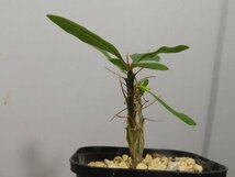 イ0267 「実生」フォークイエリア マクドガリー 植え【多分発根開始・多肉植物・Fouquieria macdougalii・塊根植物】_画像3