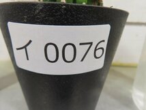 イ0076 「多肉植物I」ユーフォルビア　コルムナリス【美株・発根・Euphorbia columnaris・接ぎ木】_画像6