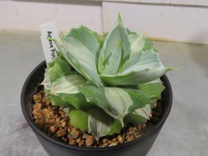 イ0185 「多肉植物I」アガベ 王妃雷神錦【発根・美株・Agave potatorum 'Ouhi Raijin'】