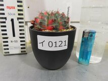 イ0121 「多肉植物I」ギムノカリキウム ミハノビッチ 植え【発根・美株・Gymnocalycium mihanovichii・サボテン】_画像5