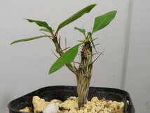 イ0267 「実生」フォークイエリア マクドガリー 植え【多分発根開始・多肉植物・Fouquieria macdougalii・塊根植物】_画像1