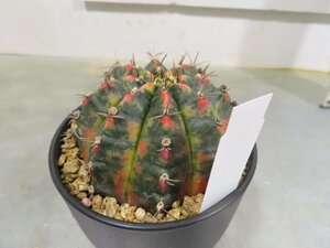 イ0117 「多肉植物I」ギムノカリキウム ミハノビッチ 植え【発根・美株・Gymnocalycium mihanovichii・サボテン】