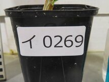 イ0269 「実生」フォークイエリア マクドガリー 植え【多分発根開始・多肉植物・Fouquieria macdougalii・塊根植物】_画像7