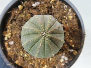 ウ4301 「多肉植物I」ユーフォルビア　オベサ　植え【発根・Euphorbia obesa・購入でマダガスカル紙幣プレゼント！】