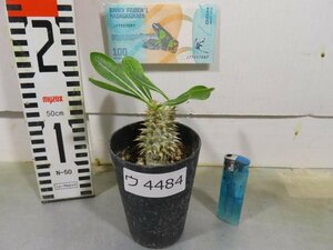 ウ4484 「実生株」パキポディウム デンシカウレ【購入でマダガスカル紙幣プレゼント！・Pachypodium Densicaule・恵比寿大黒】