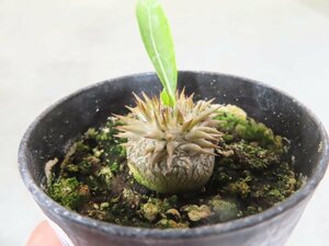 ウ4479 「実生株」パキポディウム デンシカウレ【購入でマダガスカル紙幣プレゼント！・Pachypodium Densicaule・恵比寿大黒】