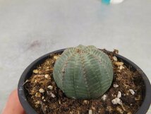 ウ4311 「多肉植物I」ユーフォルビア　オベサ　植え【発根・Euphorbia obesa・購入でマダガスカル紙幣プレゼント！】_画像6