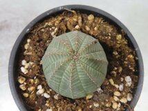 ウ4311 「多肉植物I」ユーフォルビア　オベサ　植え【発根・Euphorbia obesa・購入でマダガスカル紙幣プレゼント！】_画像1