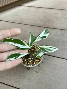 Calathea ‘White Fusion’ / カラテア ‘ホワイトフュージョン’ 株分け品