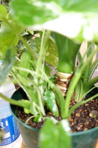 斑入りクワズイモアロカシアを出品します、６号鉢斑入り　子芋　新芽　多数あります。