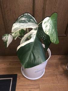 モンステラ 斑入り　発根済み　borsigana Monstera モンステラ 斑入り ホワイト　ボルシギアナ　観葉植物 