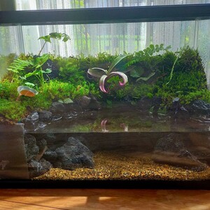  nature. middle. breeding box, moss terrarium, aquarium ( frame equipped 40. aquarium )